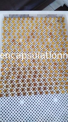 Pulsant Kesim Dikişsiz Softgel Makinesi