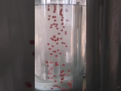 Canabis Oil Zeytinyağı 13kw Softgel Kapsülleme Makinesi